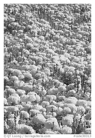 Marigolds. Butchart Gardens, Victoria, British Columbia, Canada (black and white)