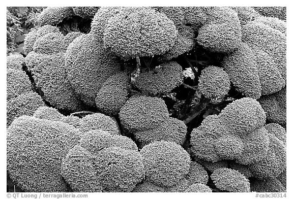 Juniper topiary trimed with circular shapes, Japanese Garden. Butchart Gardens, Victoria, British Columbia, Canada (black and white)