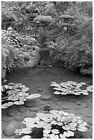 Lotus pond, Japanese Garden. Butchart Gardens, Victoria, British Columbia, Canada (black and white)