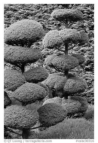 Juniper topiary trees trimed, Japanese Garden. Butchart Gardens, Victoria, British Columbia, Canada (black and white)