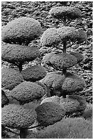 Juniper topiary trees trimed, Japanese Garden. Butchart Gardens, Victoria, British Columbia, Canada ( black and white)