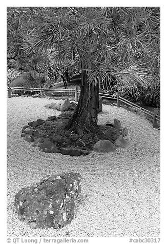 Gravel and tree, Japanese Garden. Butchart Gardens, Victoria, British Columbia, Canada (black and white)