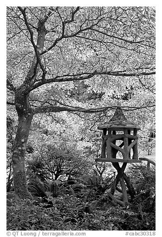 Lantern and Variegated Dogwood, Japanese Garden. Butchart Gardens, Victoria, British Columbia, Canada (black and white)