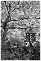 Lantern and Variegated Dogwood, Japanese Garden. Butchart Gardens, Victoria, British Columbia, Canada (black and white)