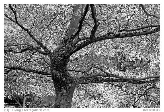 Variegated Dogwood (Cornus alba), Japanese Garden. Butchart Gardens, Victoria, British Columbia, Canada (black and white)