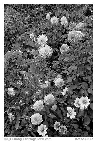 Dahlias. Butchart Gardens, Victoria, British Columbia, Canada