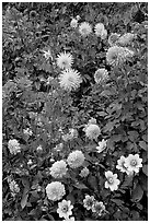 Dahlias. Butchart Gardens, Victoria, British Columbia, Canada (black and white)