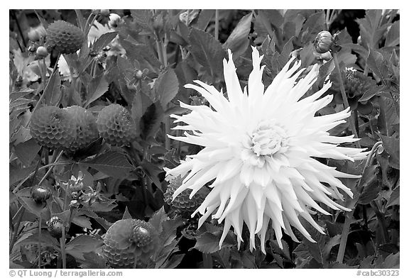 Yellow and red Dahlias. Butchart Gardens, Victoria, British Columbia, Canada