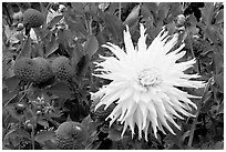 Yellow and red Dahlias. Butchart Gardens, Victoria, British Columbia, Canada (black and white)