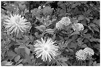 Dahlias. Butchart Gardens, Victoria, British Columbia, Canada (black and white)