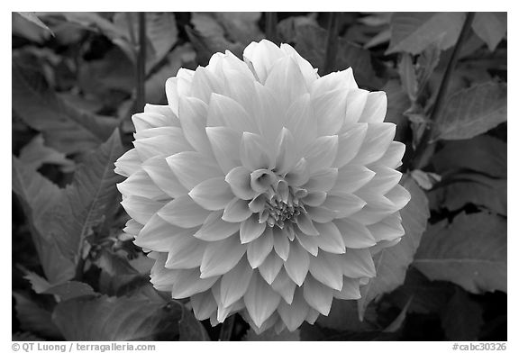 Pink dahlias. Butchart Gardens, Victoria, British Columbia, Canada