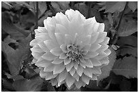 Pink dahlias. Butchart Gardens, Victoria, British Columbia, Canada ( black and white)