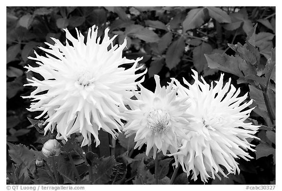 Yellow and pink Dahlias. Butchart Gardens, Victoria, British Columbia, Canada