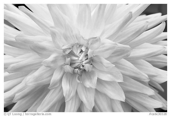 Pink Dahlias. Butchart Gardens, Victoria, British Columbia, Canada (black and white)