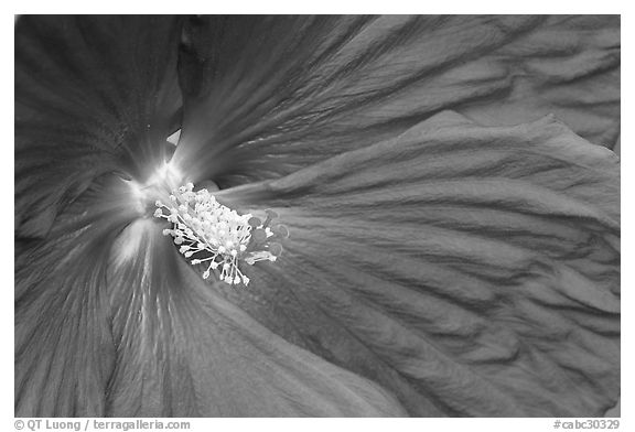 Hibiscus close-up. Butchart Gardens, Victoria, British Columbia, Canada