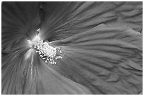 Hibiscus close-up. Butchart Gardens, Victoria, British Columbia, Canada (black and white)