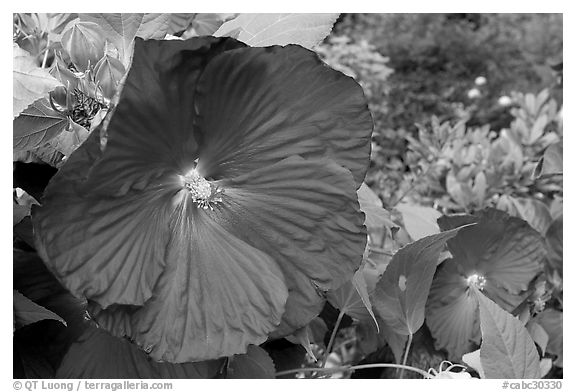 Hibiscus. Butchart Gardens, Victoria, British Columbia, Canada