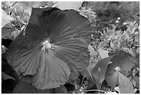 Hibiscus. Butchart Gardens, Victoria, British Columbia, Canada (black and white)