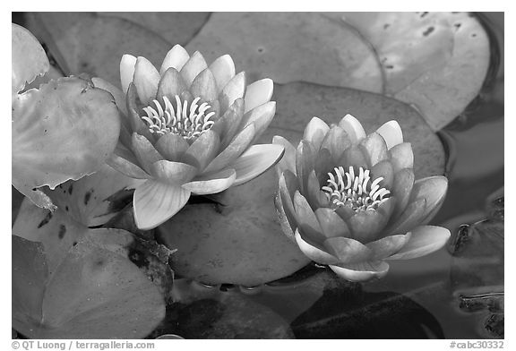 Water lily flower. Butchart Gardens, Victoria, British Columbia, Canada (black and white)