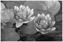 Water lily flower. Butchart Gardens, Victoria, British Columbia, Canada (black and white)