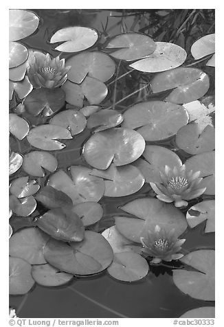 Water lilies. Butchart Gardens, Victoria, British Columbia, Canada (black and white)