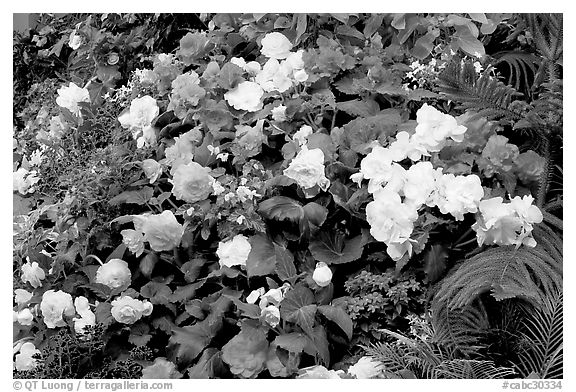 Flower arrangement in the Show Greenhouse. Butchart Gardens, Victoria, British Columbia, Canada (black and white)