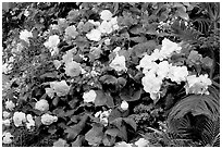 Flower arrangement in the Show Greenhouse. Butchart Gardens, Victoria, British Columbia, Canada (black and white)