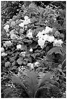 Flower arrangement in the Show Greenhouse. Butchart Gardens, Victoria, British Columbia, Canada (black and white)