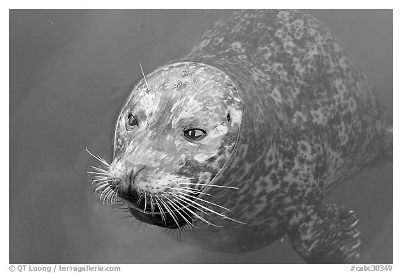 Harbor seal. Victoria, British Columbia, Canada (black and white)