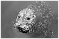 Harbor seal. Victoria, British Columbia, Canada (black and white)