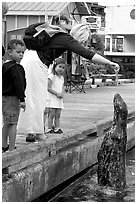 Woman feeding harbor seal, Fisherman's wharf. Victoria, British Columbia, Canada (black and white)