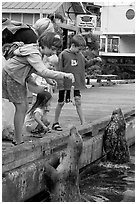 Kids feeding harbour seals, Fisherman's wharf. Victoria, British Columbia, Canada (black and white)