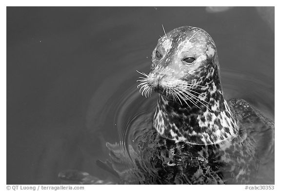 Harbour seal. Victoria, British Columbia, Canada (black and white)