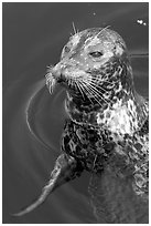 Harbour seal. Victoria, British Columbia, Canada (black and white)