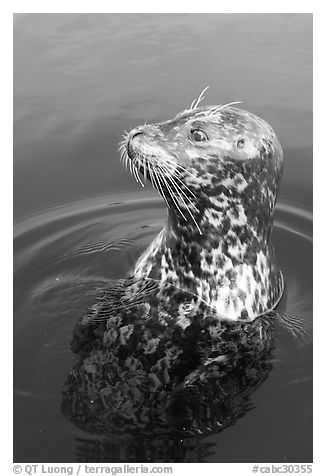 Harbor seal. Victoria, British Columbia, Canada (black and white)