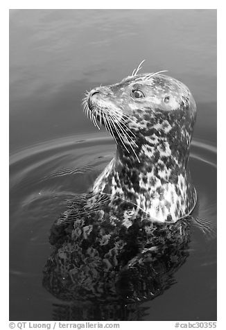 Harbor seal. Victoria, British Columbia, Canada