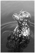 Harbor seal. Victoria, British Columbia, Canada ( black and white)