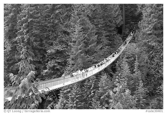 Capilano suspension bridge. Vancouver, British Columbia, Canada (black and white)