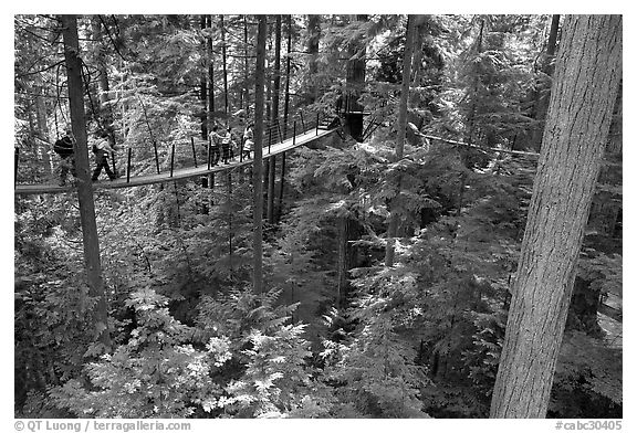 Treetop trail. Vancouver, British Columbia, Canada (black and white)