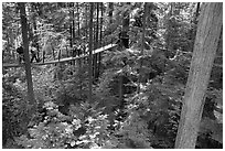 Treetop trail. Vancouver, British Columbia, Canada (black and white)