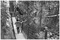 Treetop trail. Vancouver, British Columbia, Canada (black and white)