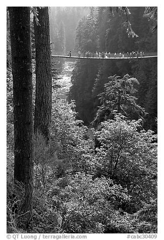 Capilano suspension bridge. Vancouver, British Columbia, Canada (black and white)