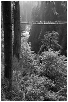 Capilano suspension bridge. Vancouver, British Columbia, Canada (black and white)