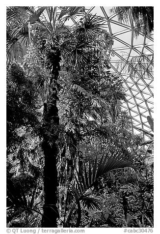Tropical tree in Bloedel conservatory, Queen Elizabeth Park. Vancouver, British Columbia, Canada (black and white)