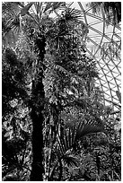 Tropical tree in Bloedel conservatory, Queen Elizabeth Park. Vancouver, British Columbia, Canada (black and white)