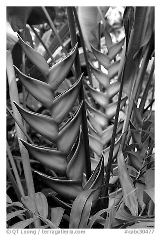 Heliconia, Bloedel conservatory, Queen Elizabeth Park. Vancouver, British Columbia, Canada (black and white)