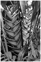 Heliconia, Bloedel conservatory, Queen Elizabeth Park. Vancouver, British Columbia, Canada ( black and white)