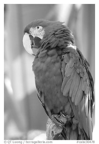 Colorful Parrot, Bloedel conservatory, Queen Elizabeth Park. Vancouver, British Columbia, Canada (black and white)