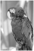 Colorful Parrot, Bloedel conservatory, Queen Elizabeth Park. Vancouver, British Columbia, Canada (black and white)