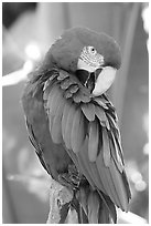 Colorful Parrot, Bloedel conservatory, Queen Elizabeth Park. Vancouver, British Columbia, Canada (black and white)